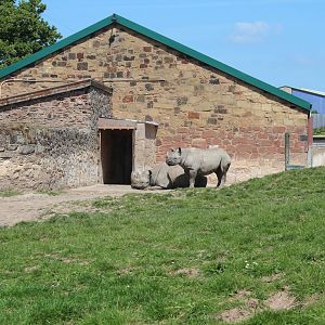 Original Rhino house - 10 June 2015