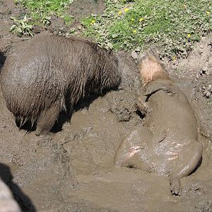 As happy as a Capybara in....