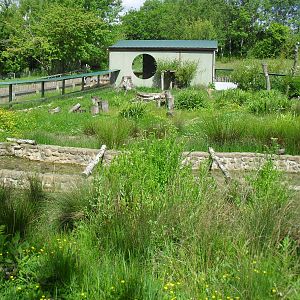 Asian Short-clawed Otter Enclosure