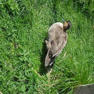 Forgotten The Species