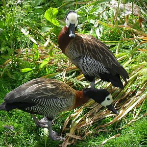 White-faced Whistling Ducks