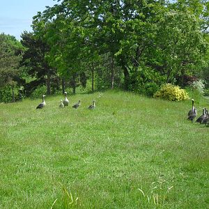 Greylag Geese Family