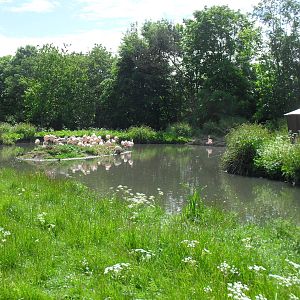 Chilean Flamingo Enclosure