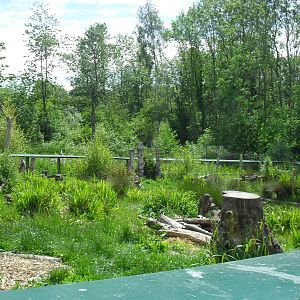 Asian Short-clawed Otter Enclosure