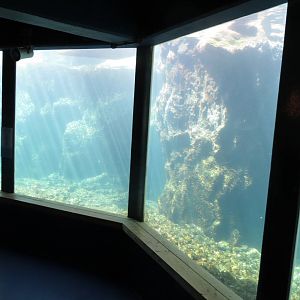 Auk Cliffs Underwater Viewing 160515