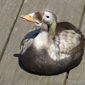 Spectacled Eider 160515