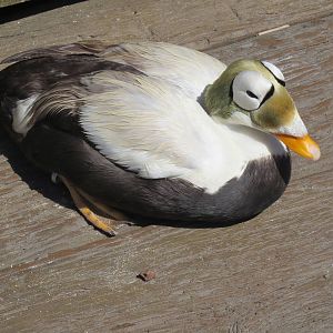 Spectacled Eider 160515