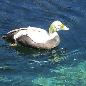 Spectacled Eider 160515
