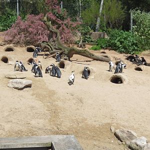 African Penguins 160515