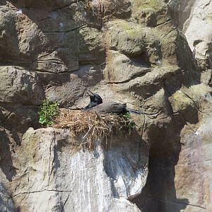 Bank Cormorant 160515