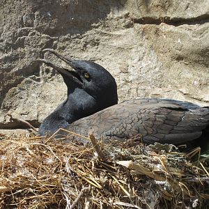 Bank Cormorant 160515