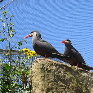 Inca Terns 160515