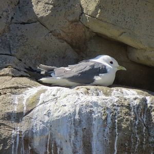Red-legged Kittiwake 160515