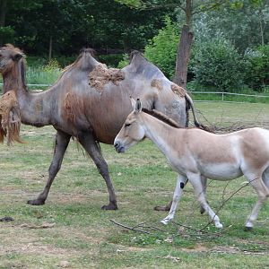 Bactrian Camel and Kulan