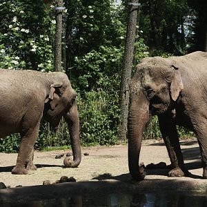 Asian Elelphants - Burger's Zoo
