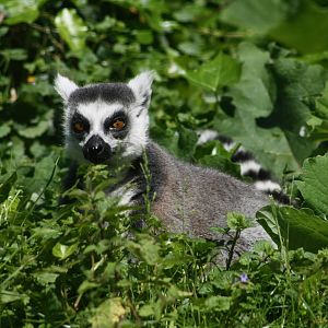 Ring Tailed Lemur - Burger's Zoo
