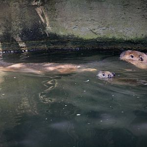 Capybara Family (The Bush)