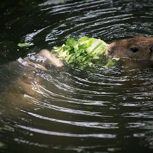Capybaras (The Bush)