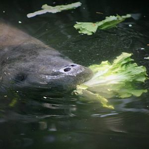 Manatee (The bush)
