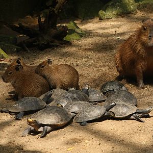 Capybara (and turtle) family.