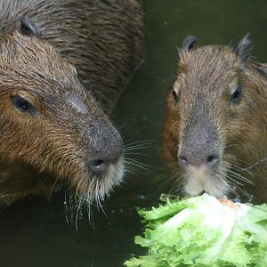 Capybaras (The Bush)