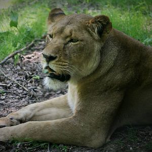 Lioness (The Safari)