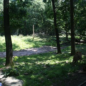 Lion Enclosure (The Safari)