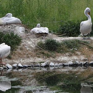 Pelicans on nests