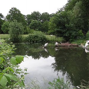 Pelican pond