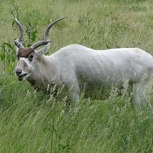 Addax