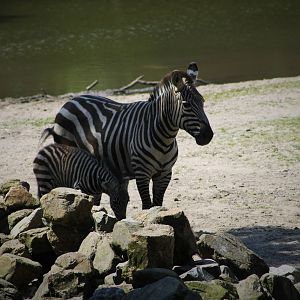 Grant's Zebra Calf (The Safari)
