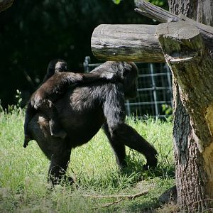Young Gorilla - Burger's Zoo