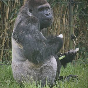 Silverback Gorilla