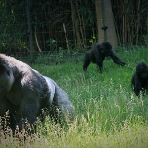 Silverback with the twins.