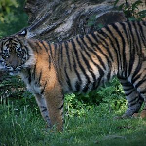 One of the Tiger Twins.