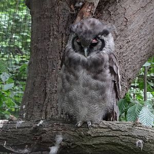Verreauxs Eagle Owl
