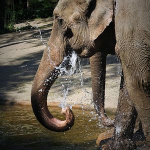 Elephant Water Fun