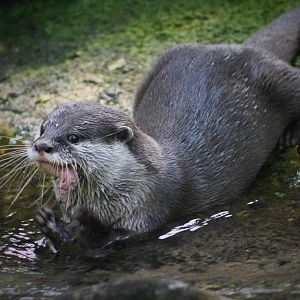 Asian Small Clawed Otter