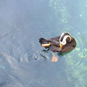 Tufted Puffin 160515