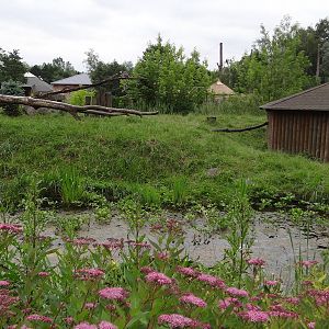 Ring-tailed Lemur house and island