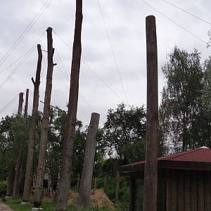 Australian aviary under constuction