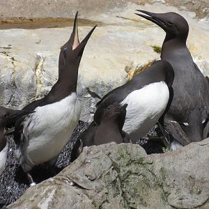 Common Guillemots 160515
