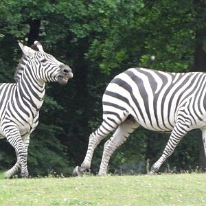 Grant's Zebra