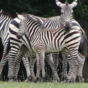 Grant's Zebra