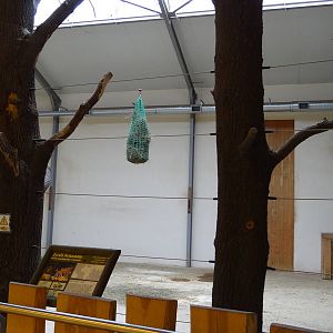 Inside Giraffe house