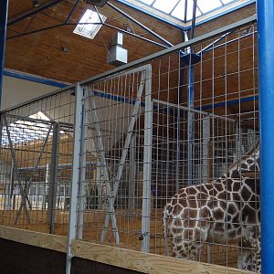 Inside Giraffe house