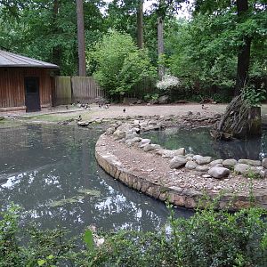 Pygmy Hippo enclosure and house