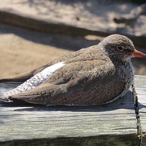 Common Redshank 160515