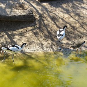 Avocets and Redshanks 160515