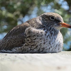 Common Redshank 160515